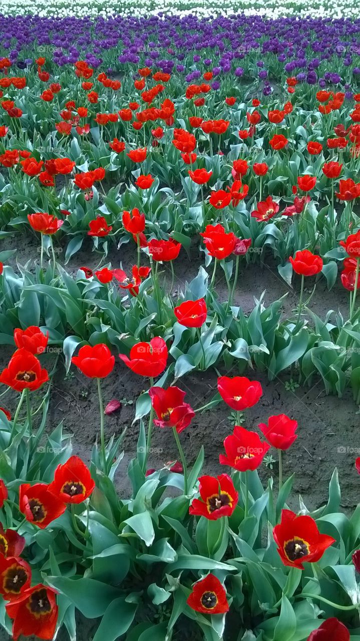 Tulip field