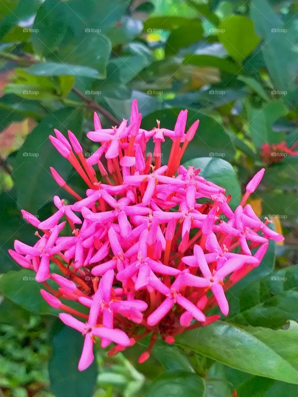 colorful flowers