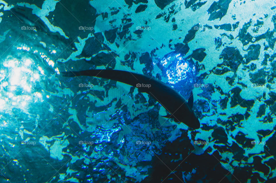 Fish seen from below