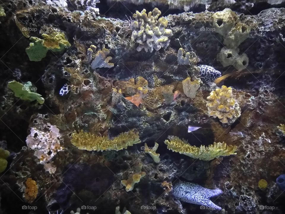 Find The Fish