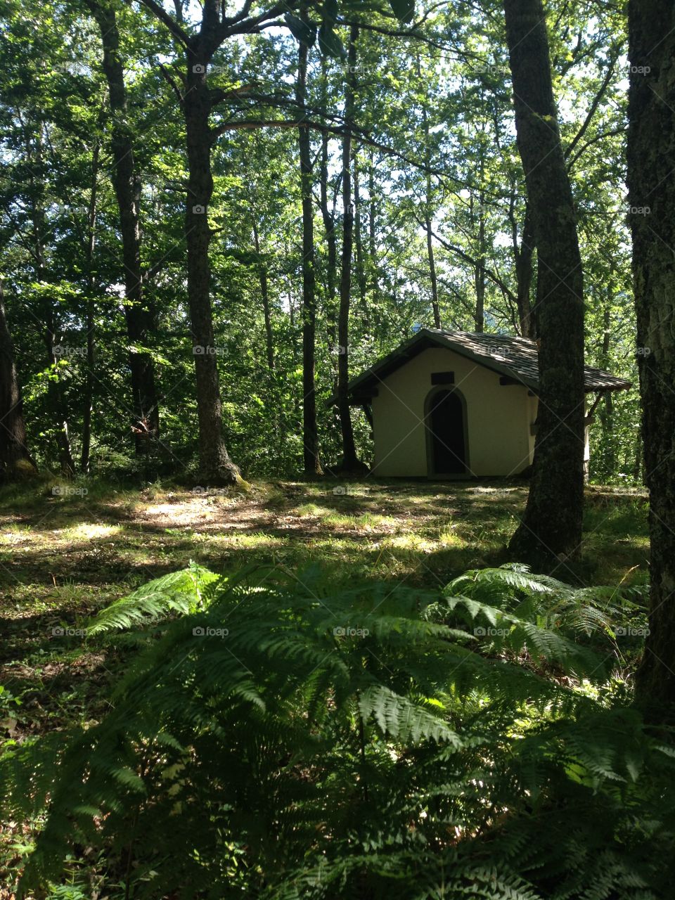 Parco dell'Orecchiella Alta Garfagnana Lucca