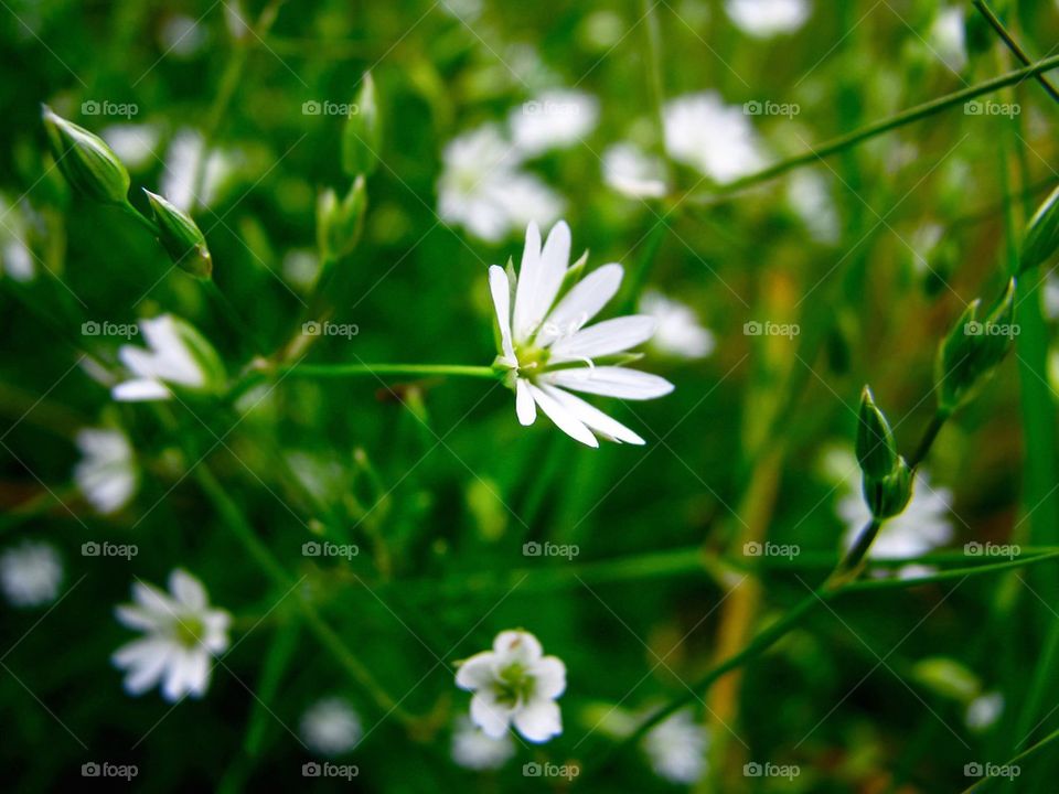 delicate flower , white, fresh , natural 