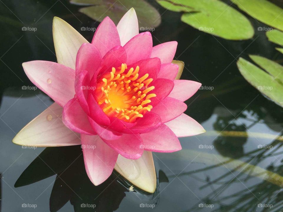 water lily pink