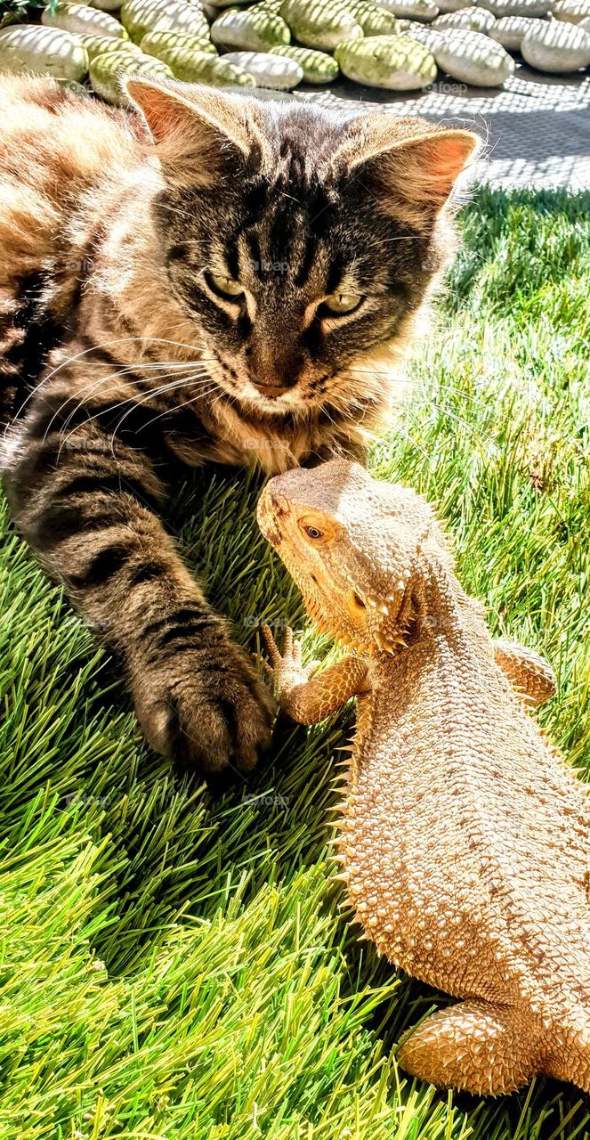 warm friendship between cat and bearded dragon lying together in the sun on the green grass