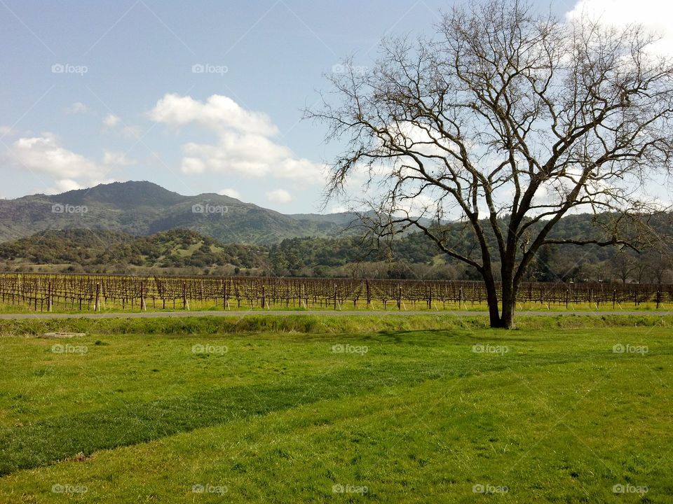 Napa Valley