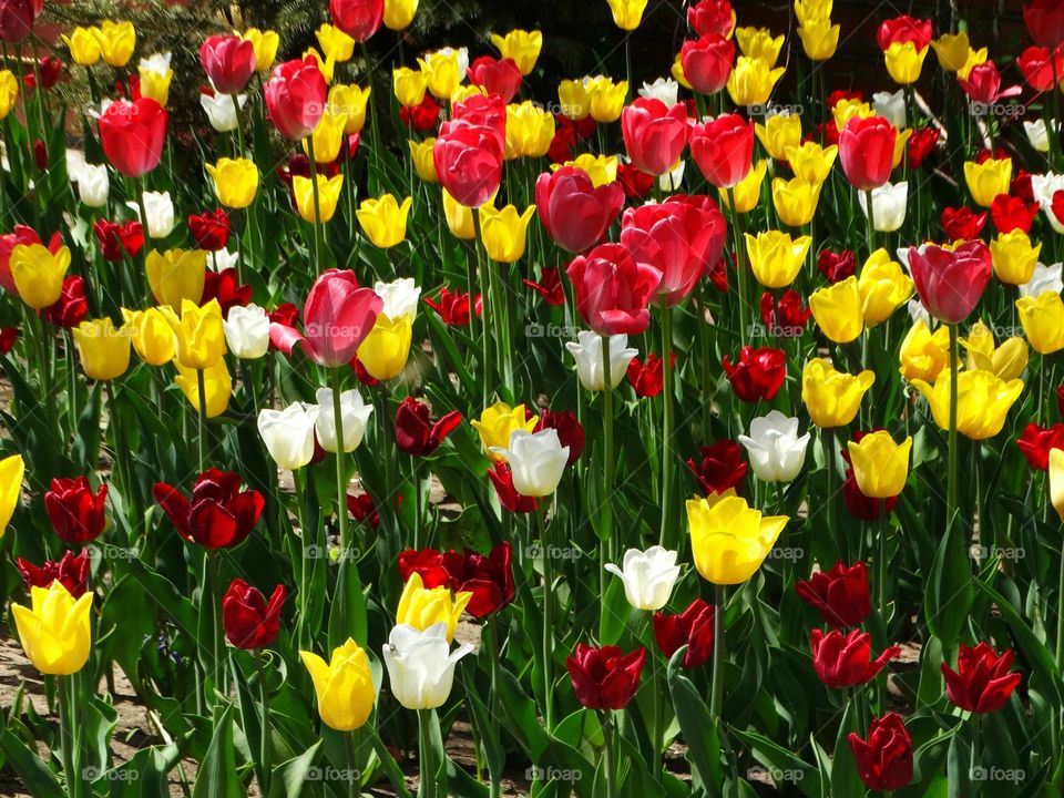 Wonderful flowers tulips