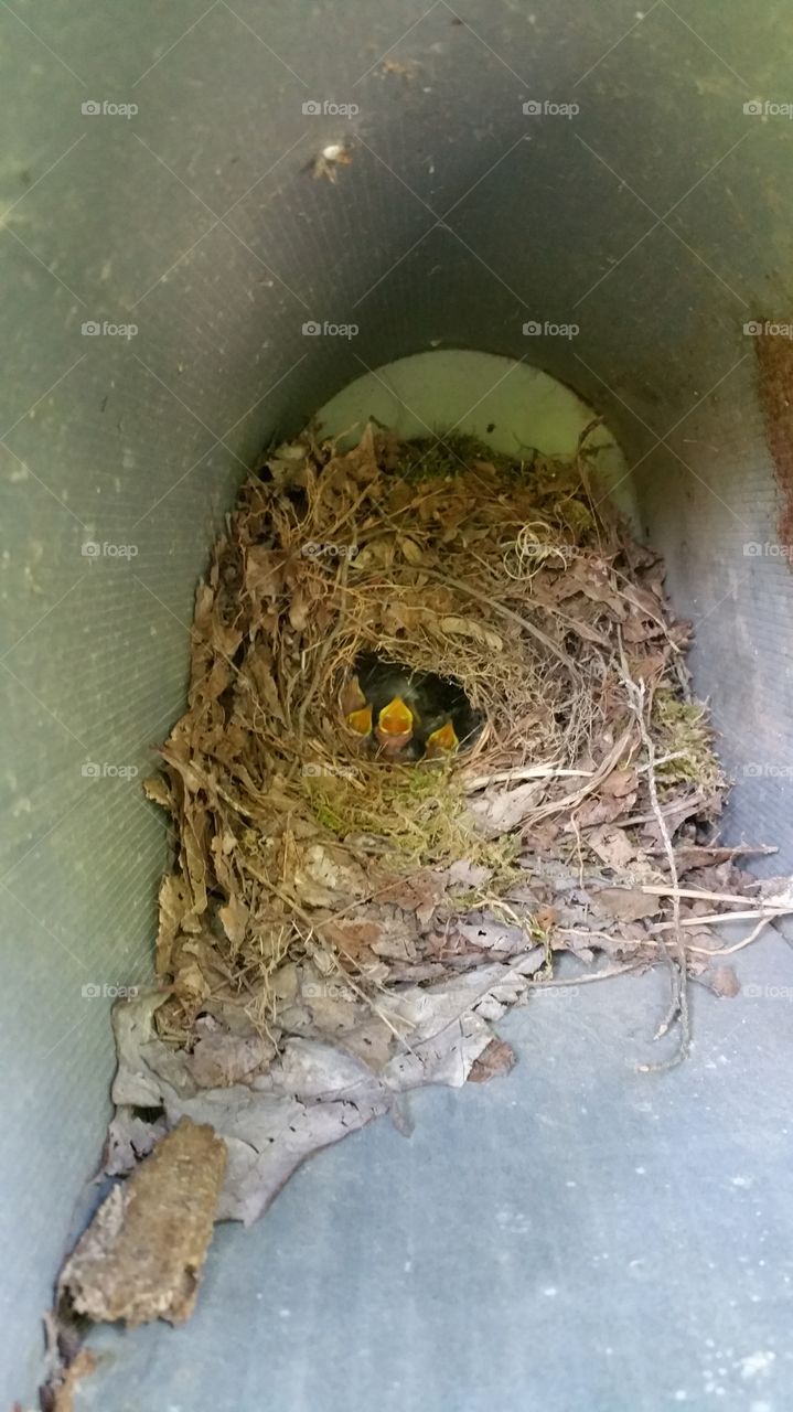 Nest, Food, No Person, Nature, Bird