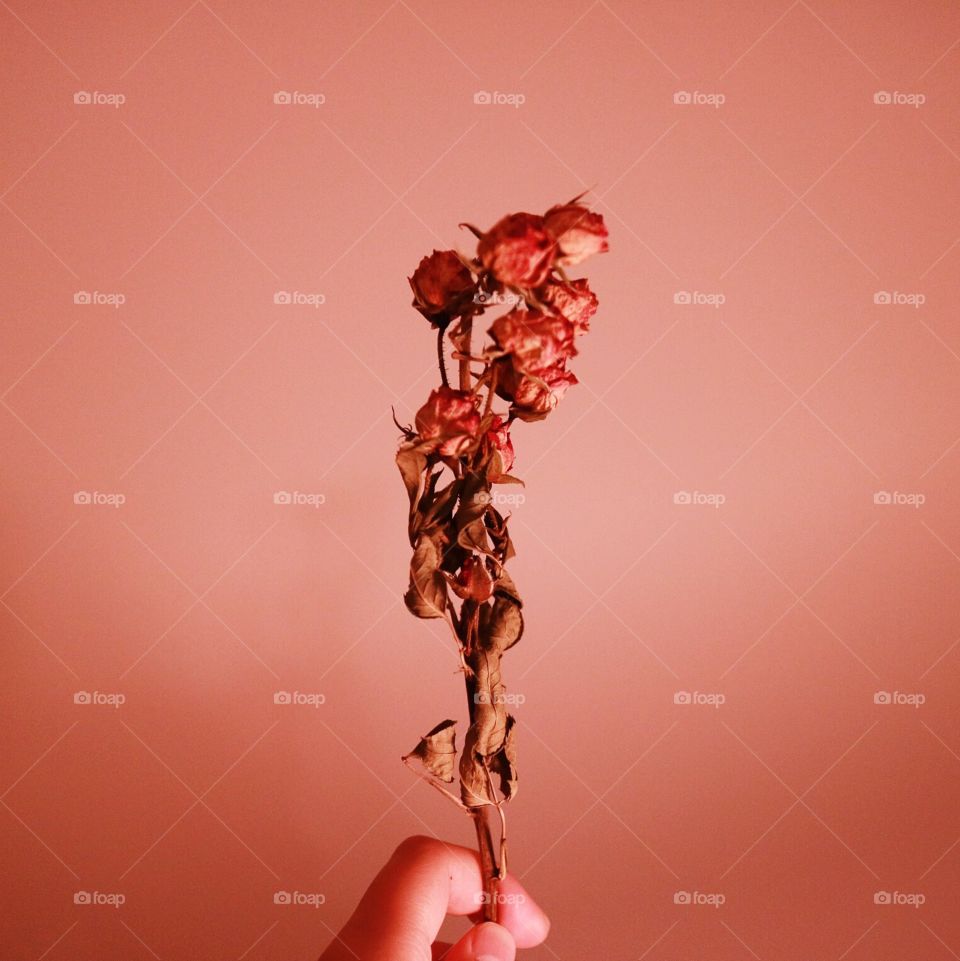 Dry flower with hand - pink background