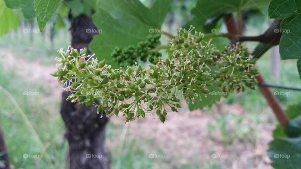 vine flowers