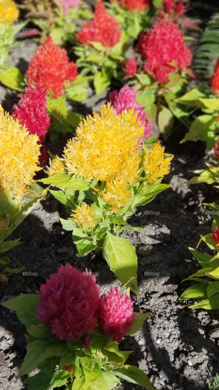 Yellow celosia argentea