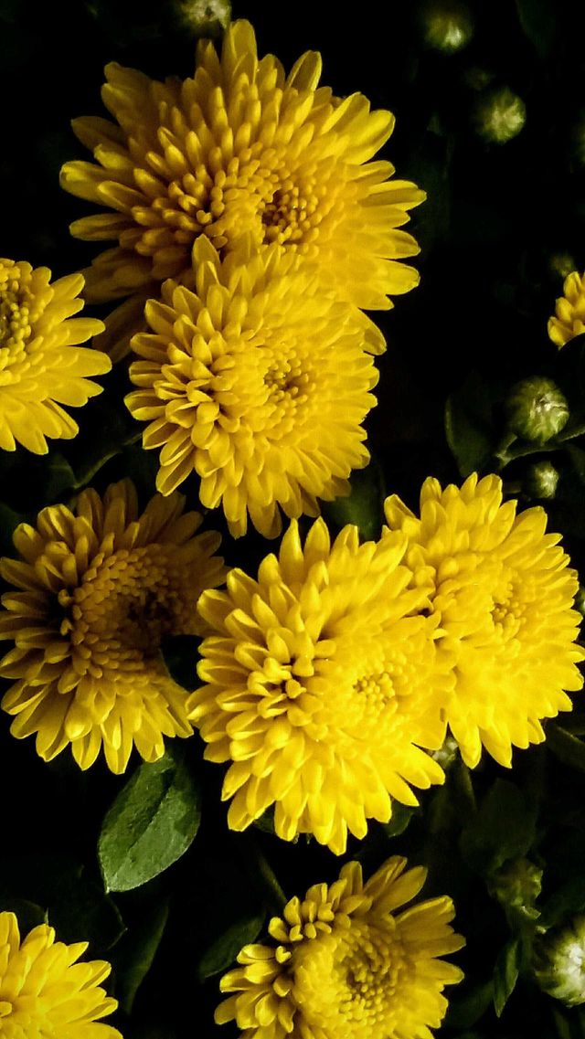 Fall flowers