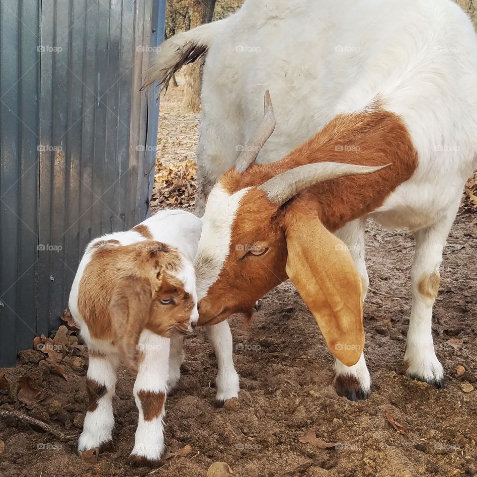 mama goat and kid