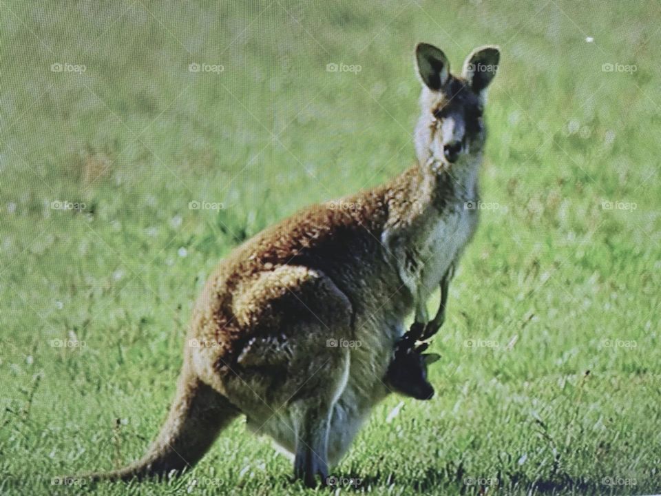 Kangaroo 