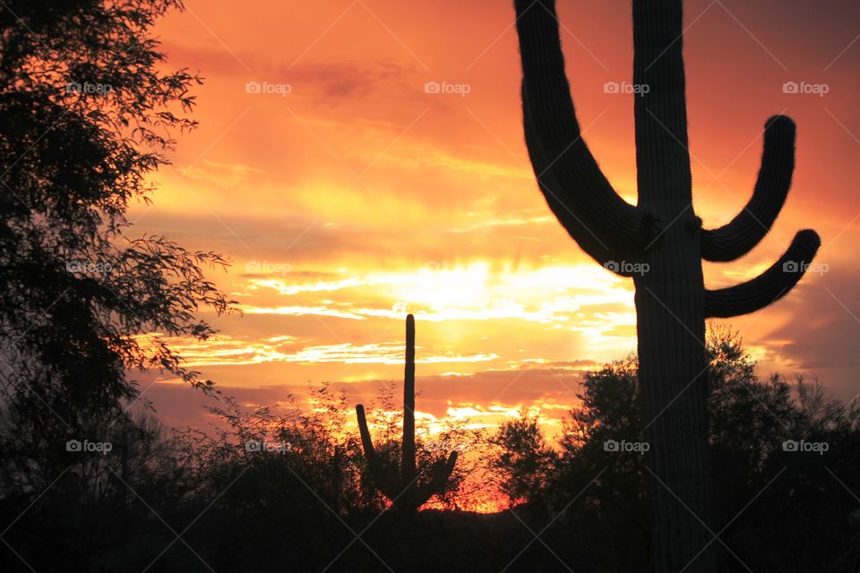 Silhouetted saguaros