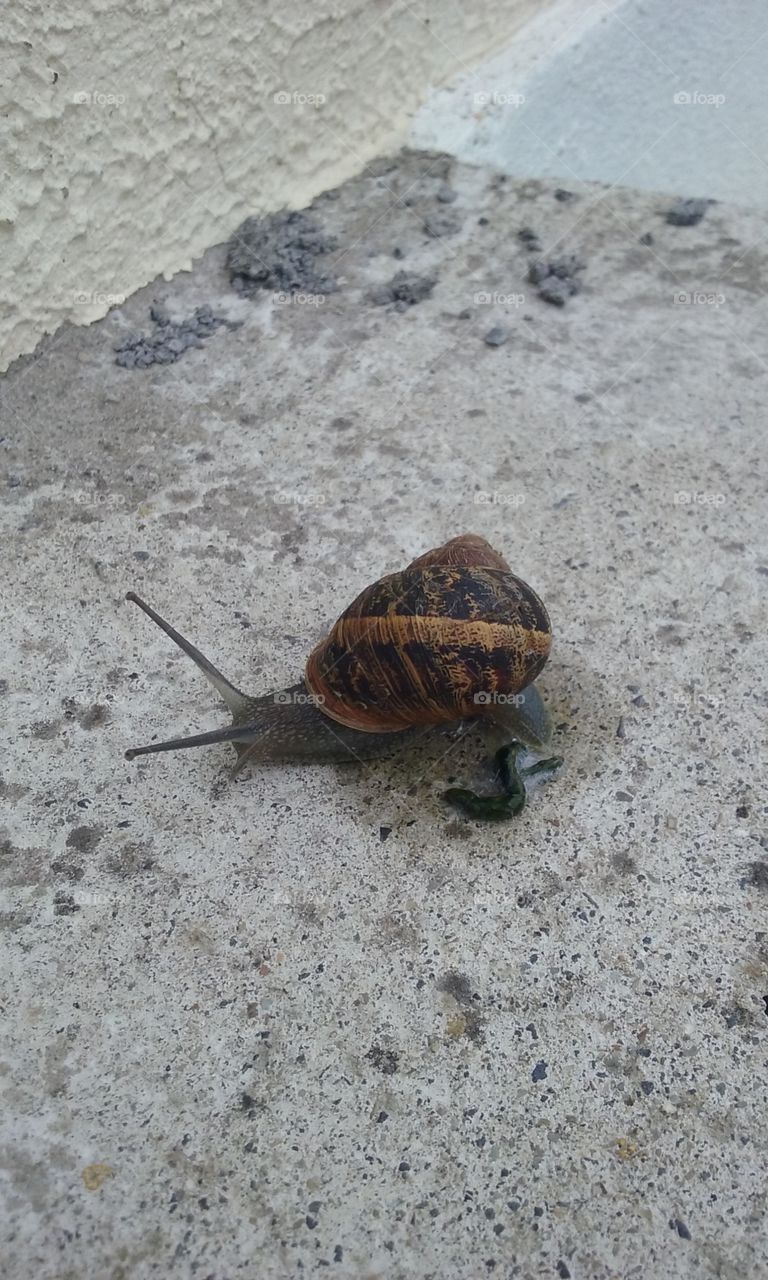 Snail