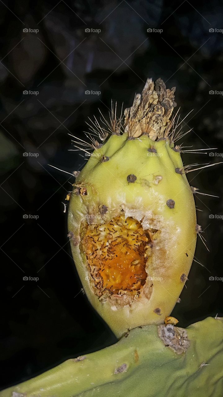 cactus fruits