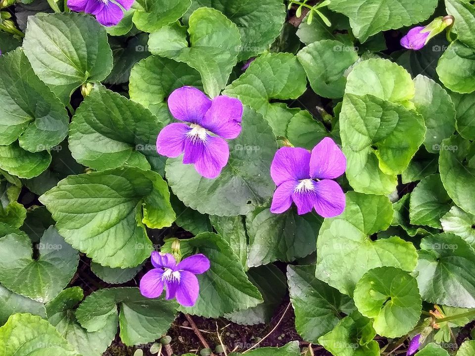 group of violets