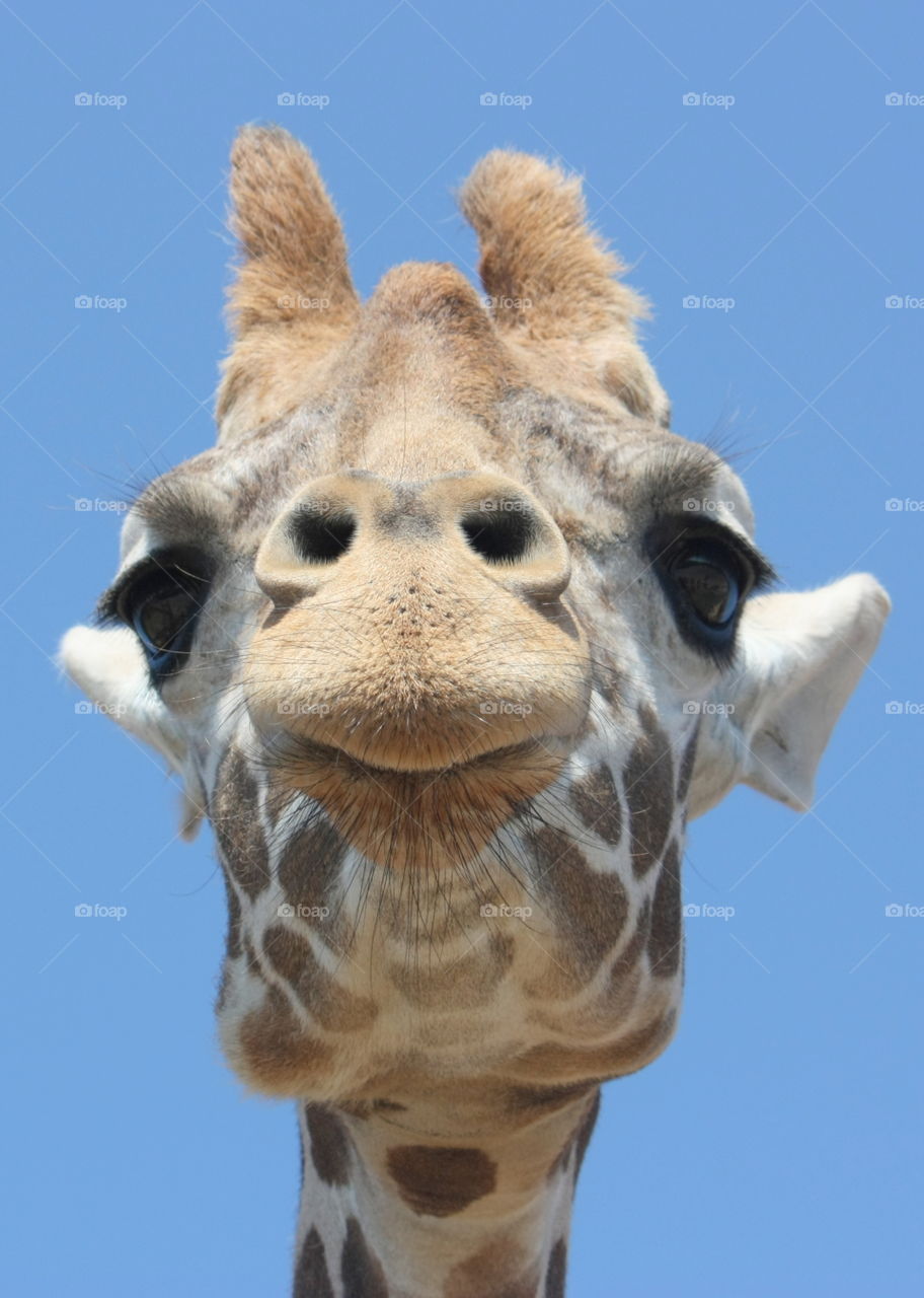 Extreme giraffe close up