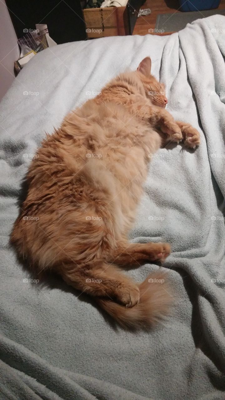 My cute fat cat being lazy