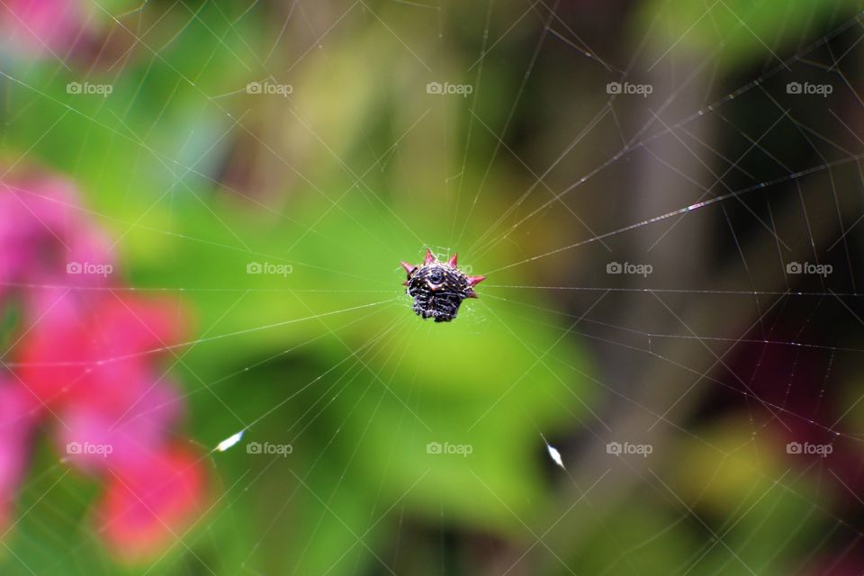 Spiny Orb Weaver