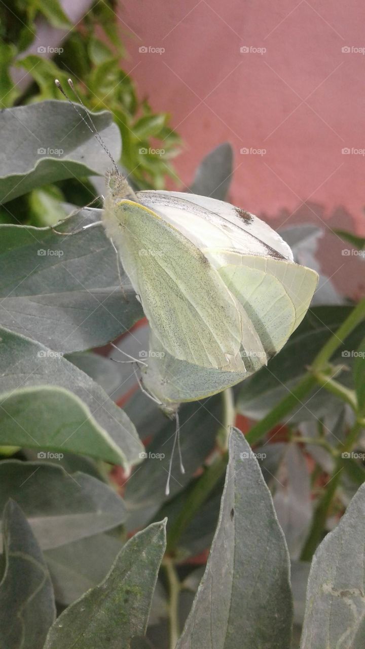 butterflies, butterfly