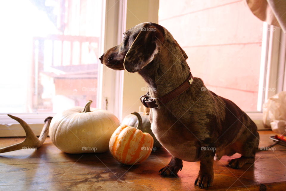Halloween pup watching trick or treaters 