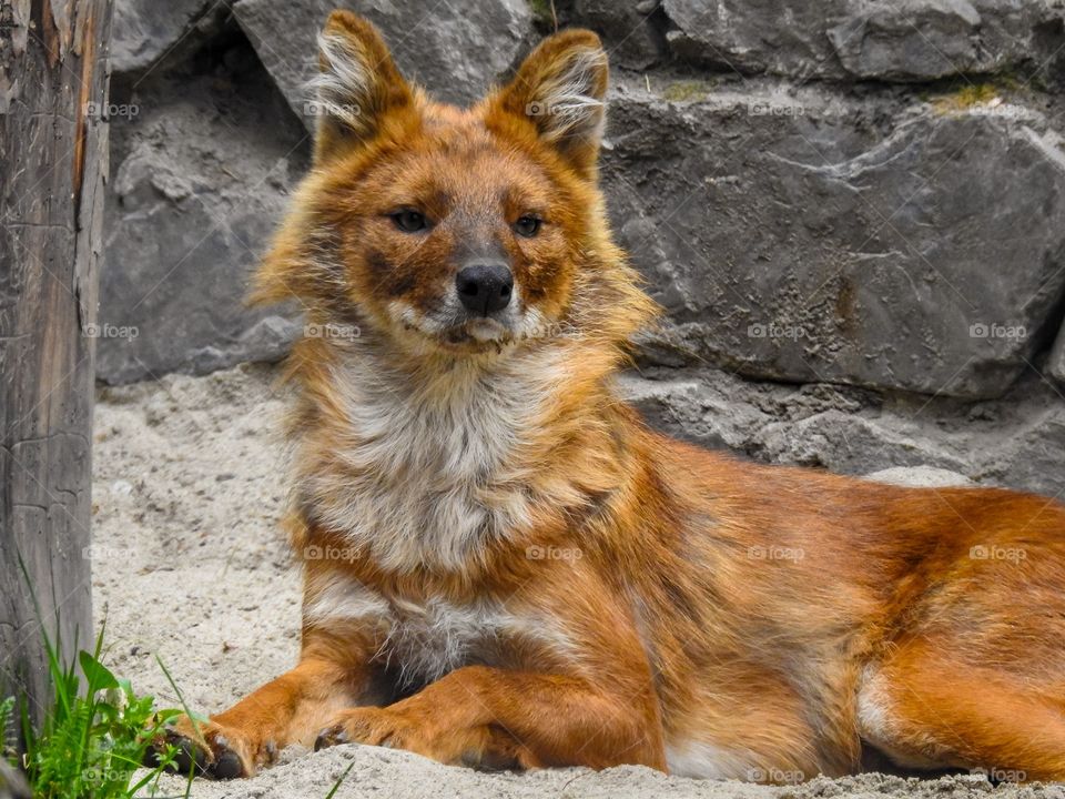 Red wolf, or mountain wolf, or himalayan wolf, or buanzu, or dhole, or indian dhole, or asiatic wild dog, or red dog. The appearance of this beast has absorbed the features of several predatory animals, such as fox, wolf and jackal.