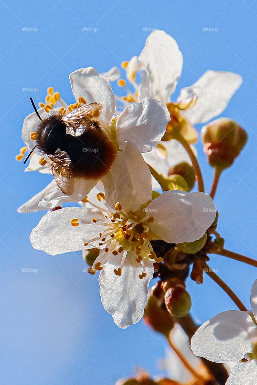 Bee at the spring flower