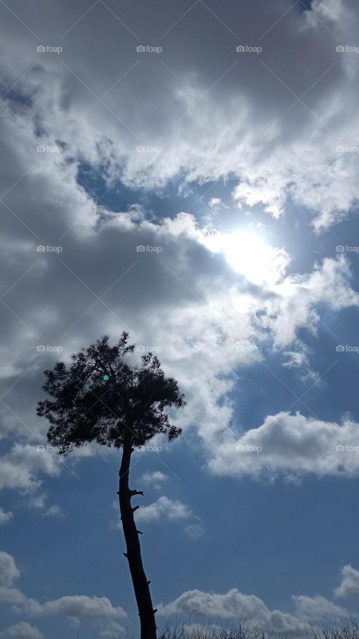 cloudy sky with tree