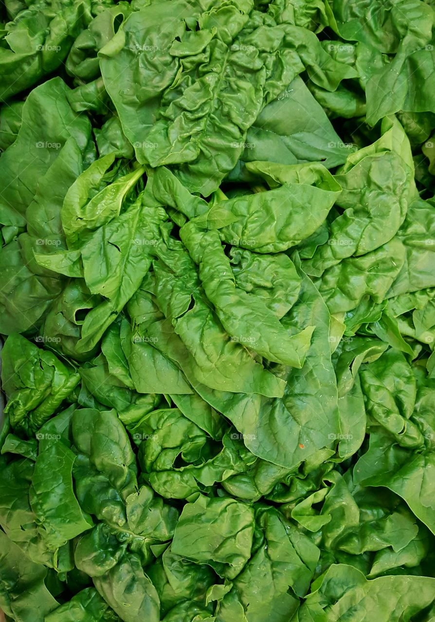 Close-up of spinach