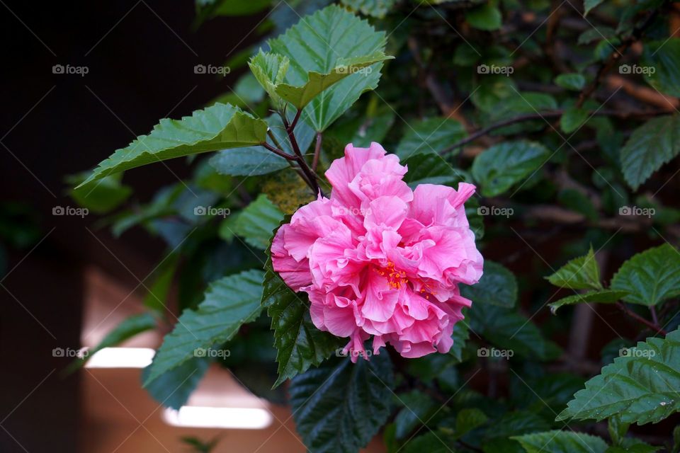Hot Pink Flower