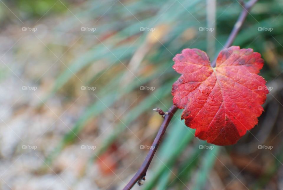 Red leaf