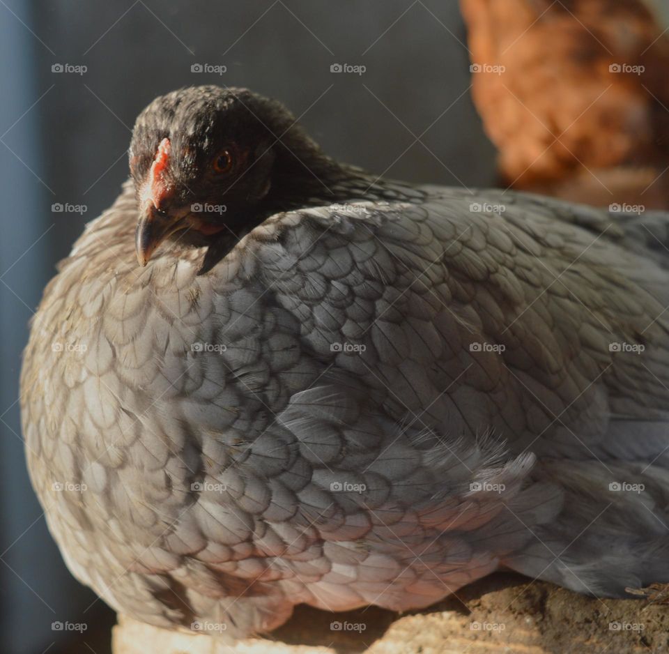 mother hen sits ruffled gray feathers interesting color bird farm