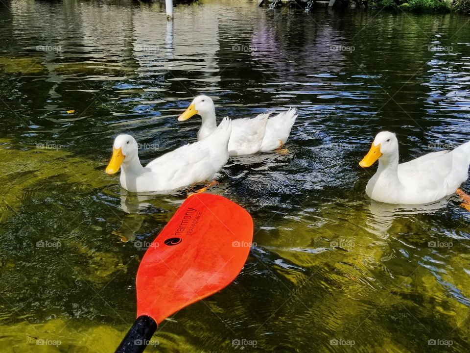 Ducks coming up to our kayak