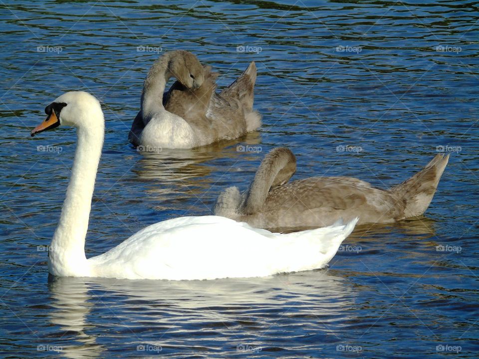 Beautiful swan and cygnet, swimming and grooming, Stour River, UK