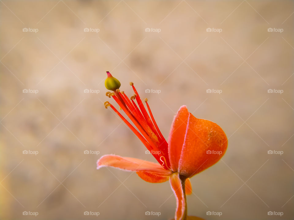 Beautiful Capparis flowers blooming on a gray background in the summer season