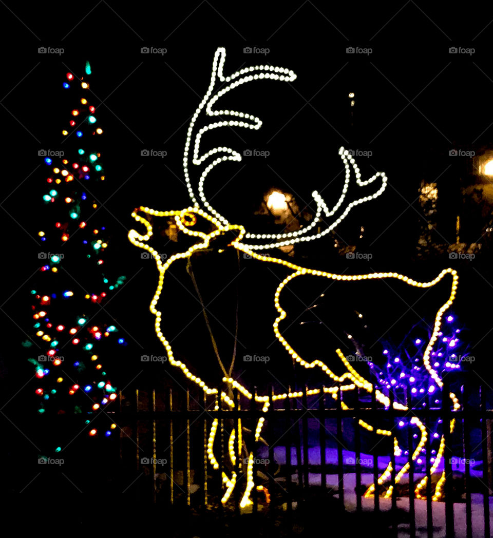 Holiday Elk in Lights