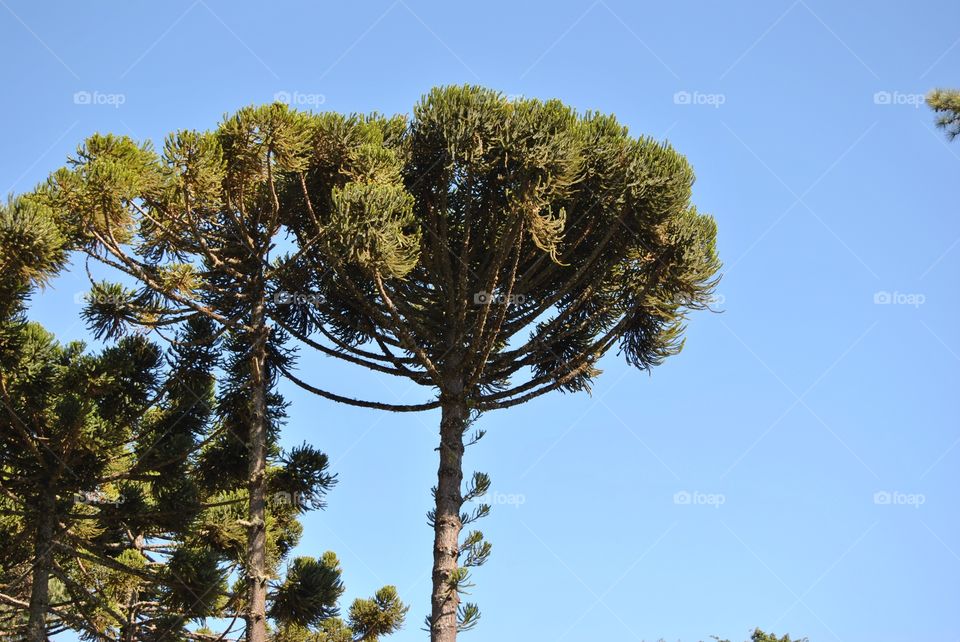 araucaria tree