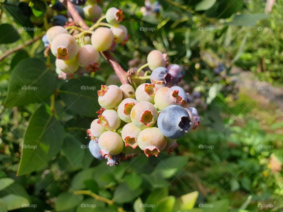 a close up portrait of ripe and unripe healthy blue berries still hanging on the bush.