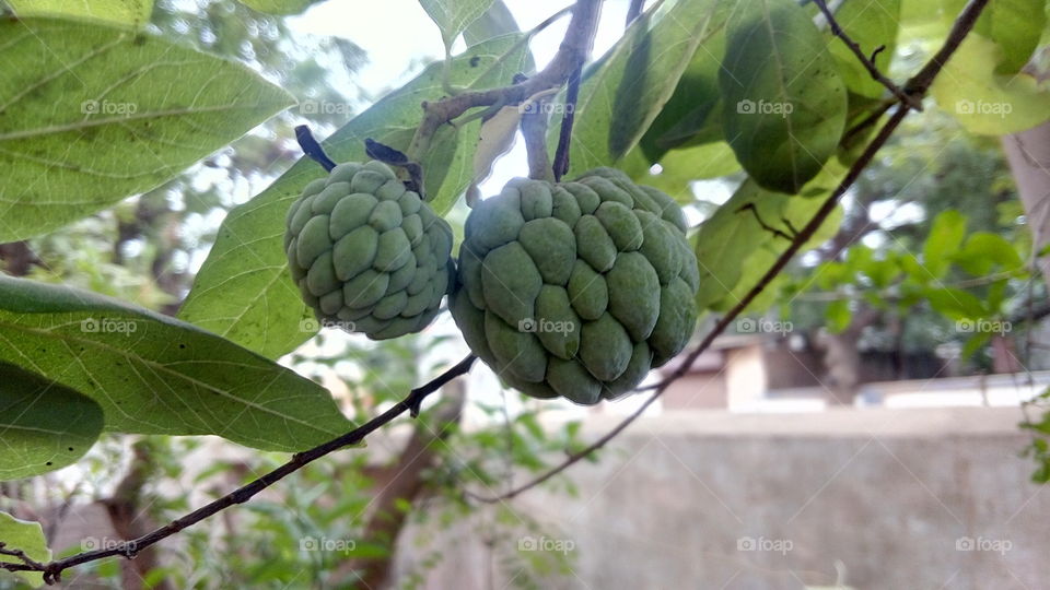 custard apples on tree