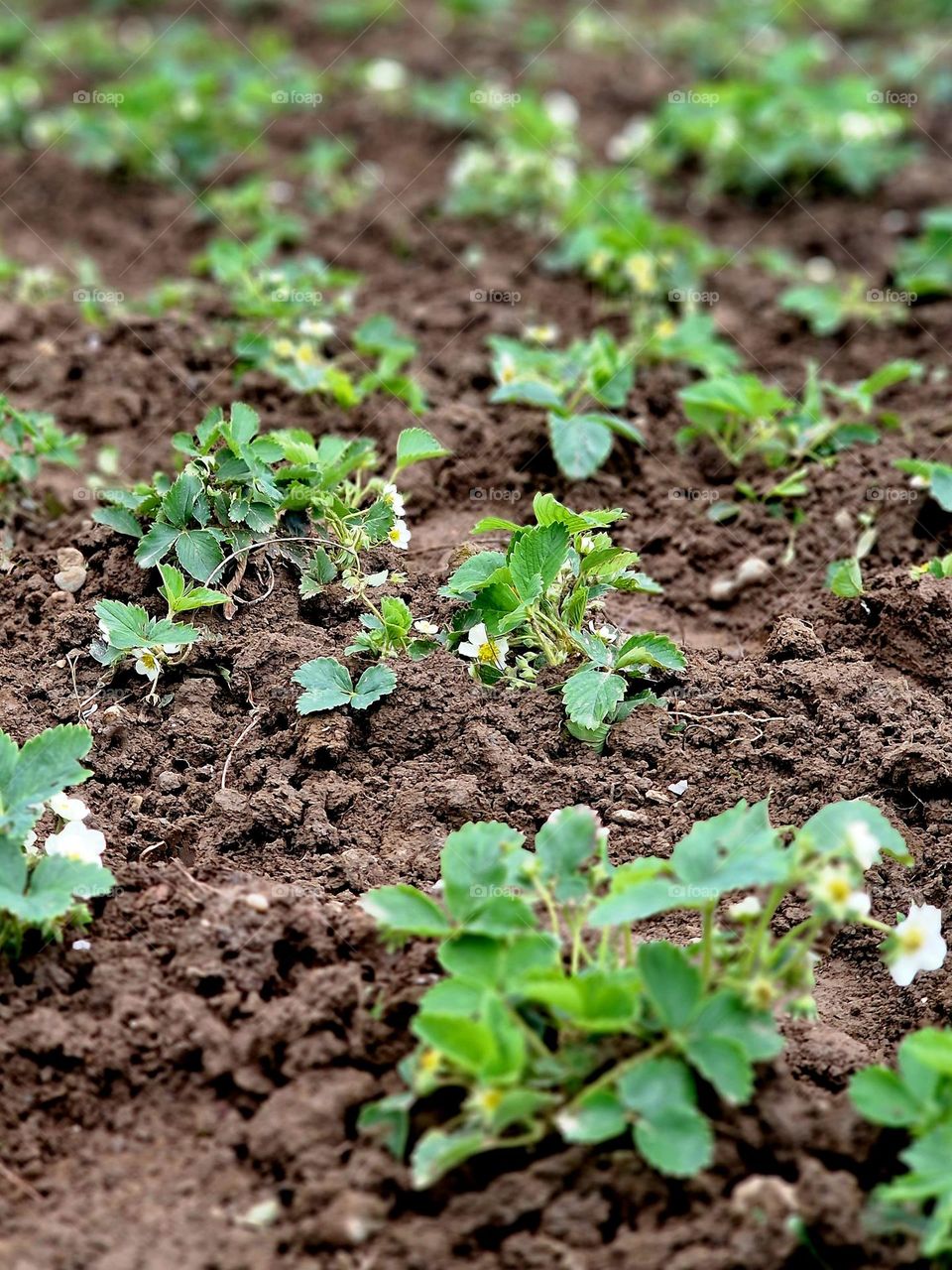 strawberry plant