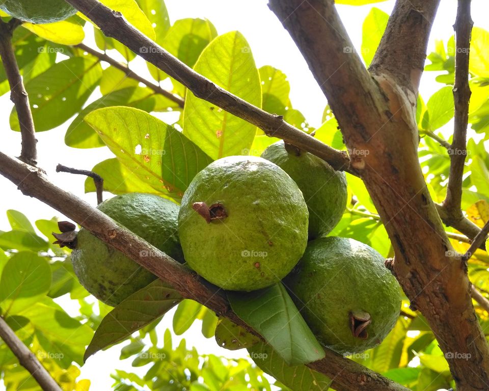 Guava fruits on the tree