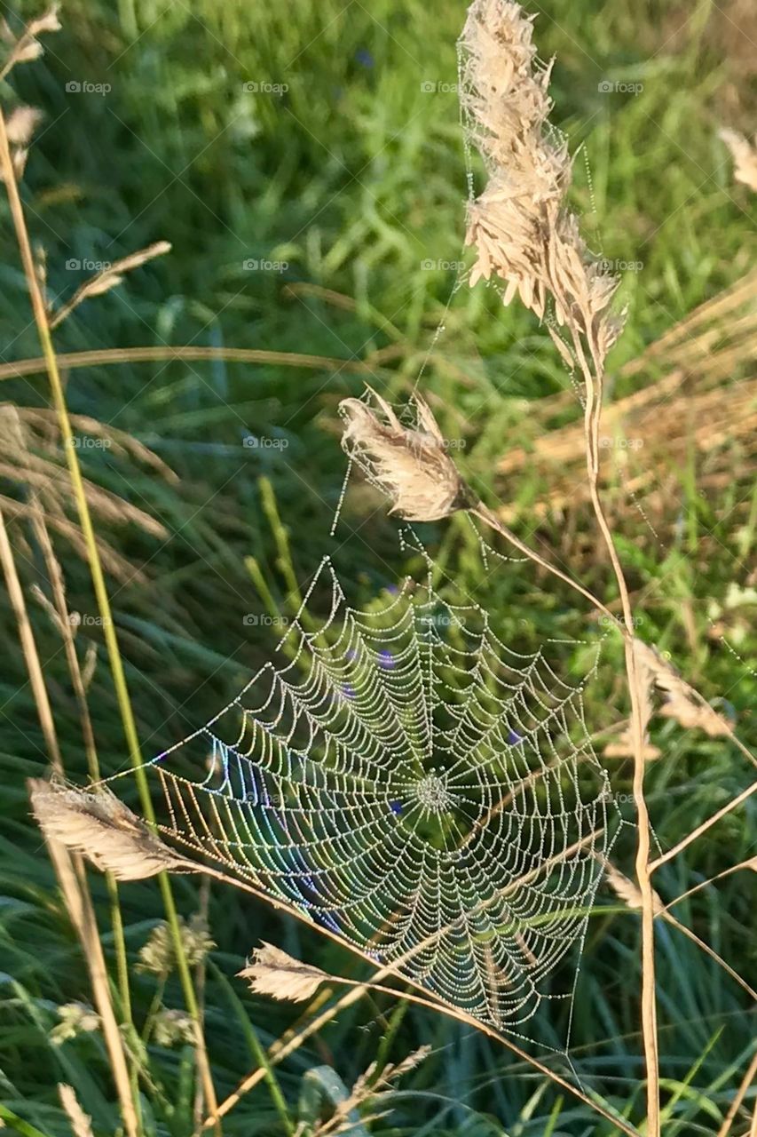 Spider web on a autumn morning