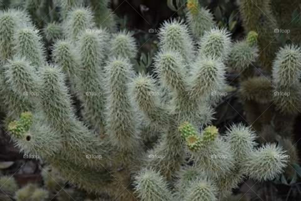 fuzzy cactus