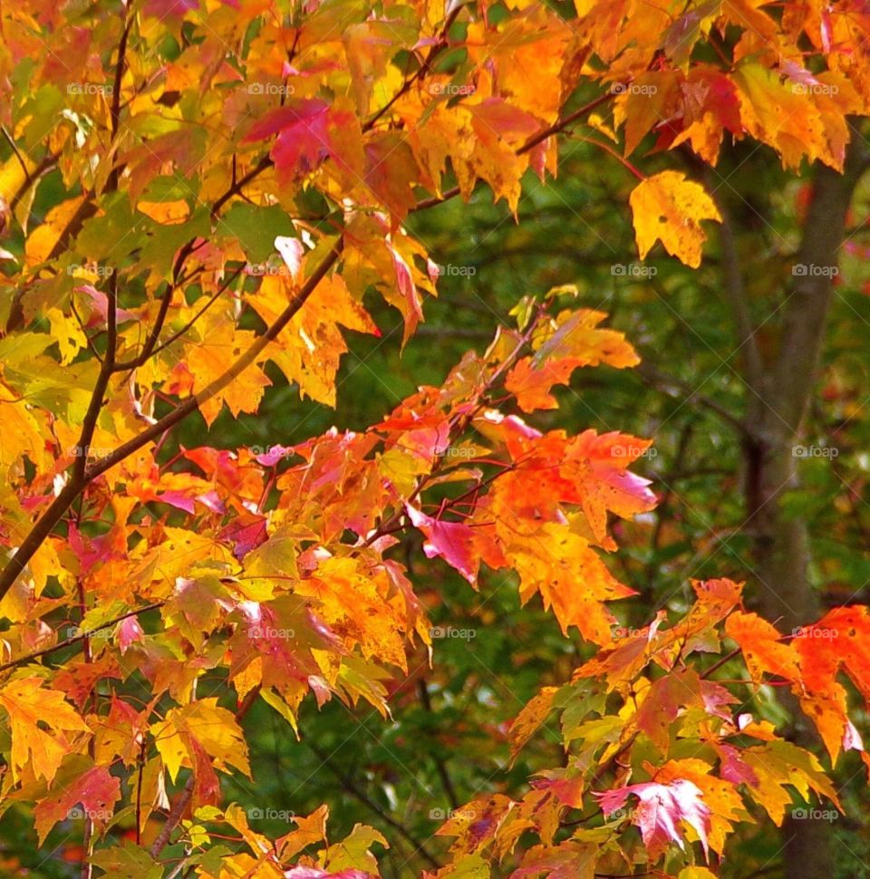 Beauty of fall leaves 