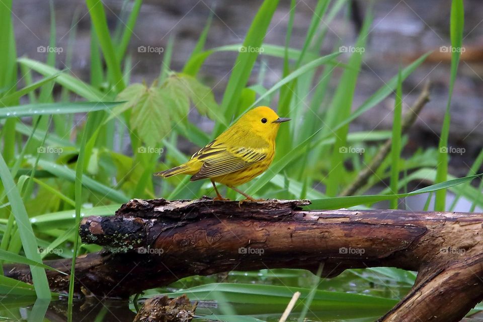 yellow warbler