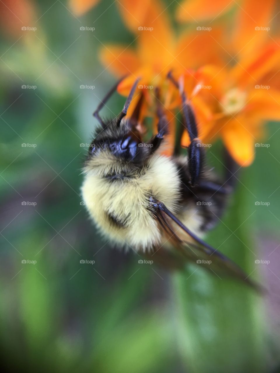 Bumblebee