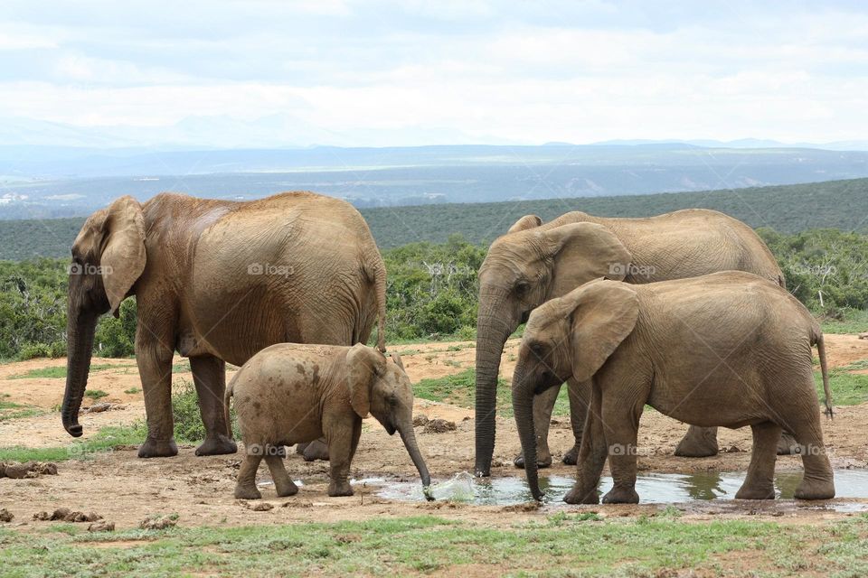 elephant family at a  Waterhole