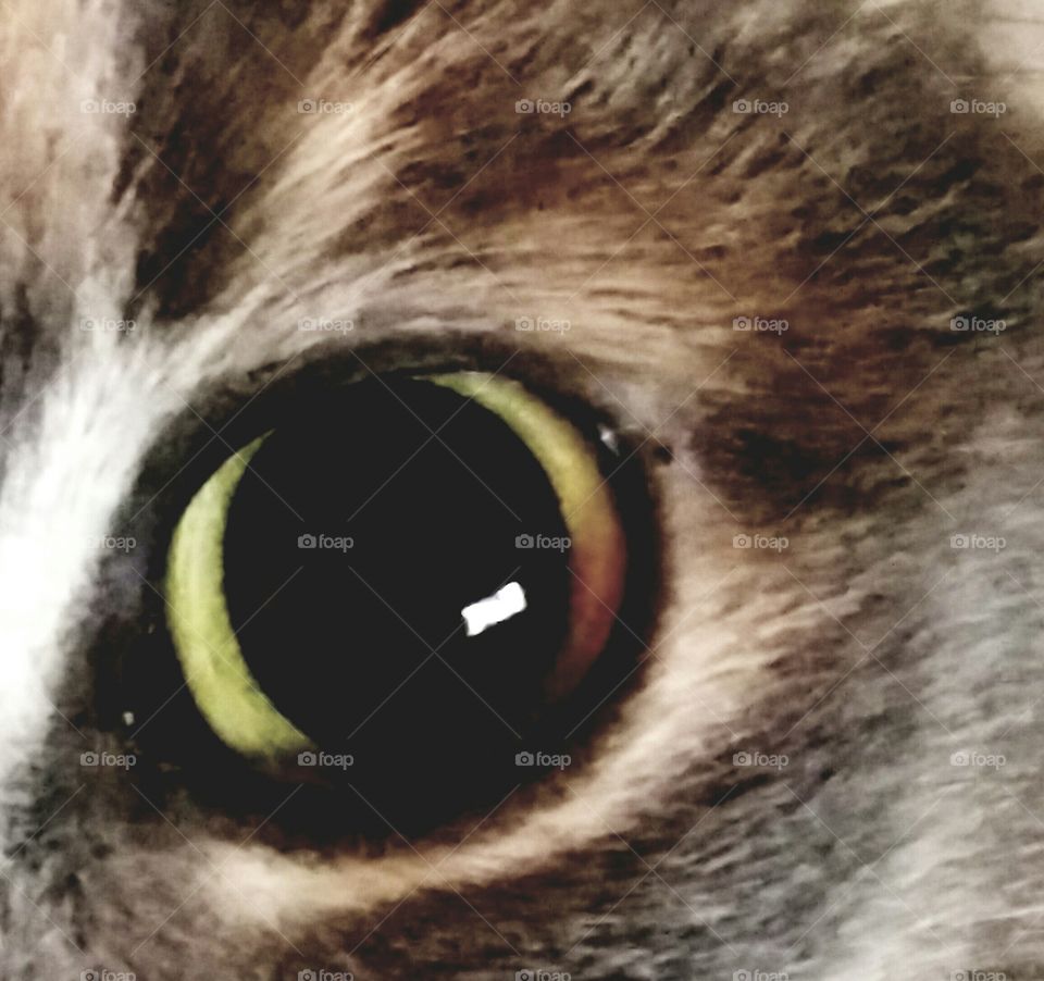 Beautiful cat's eye