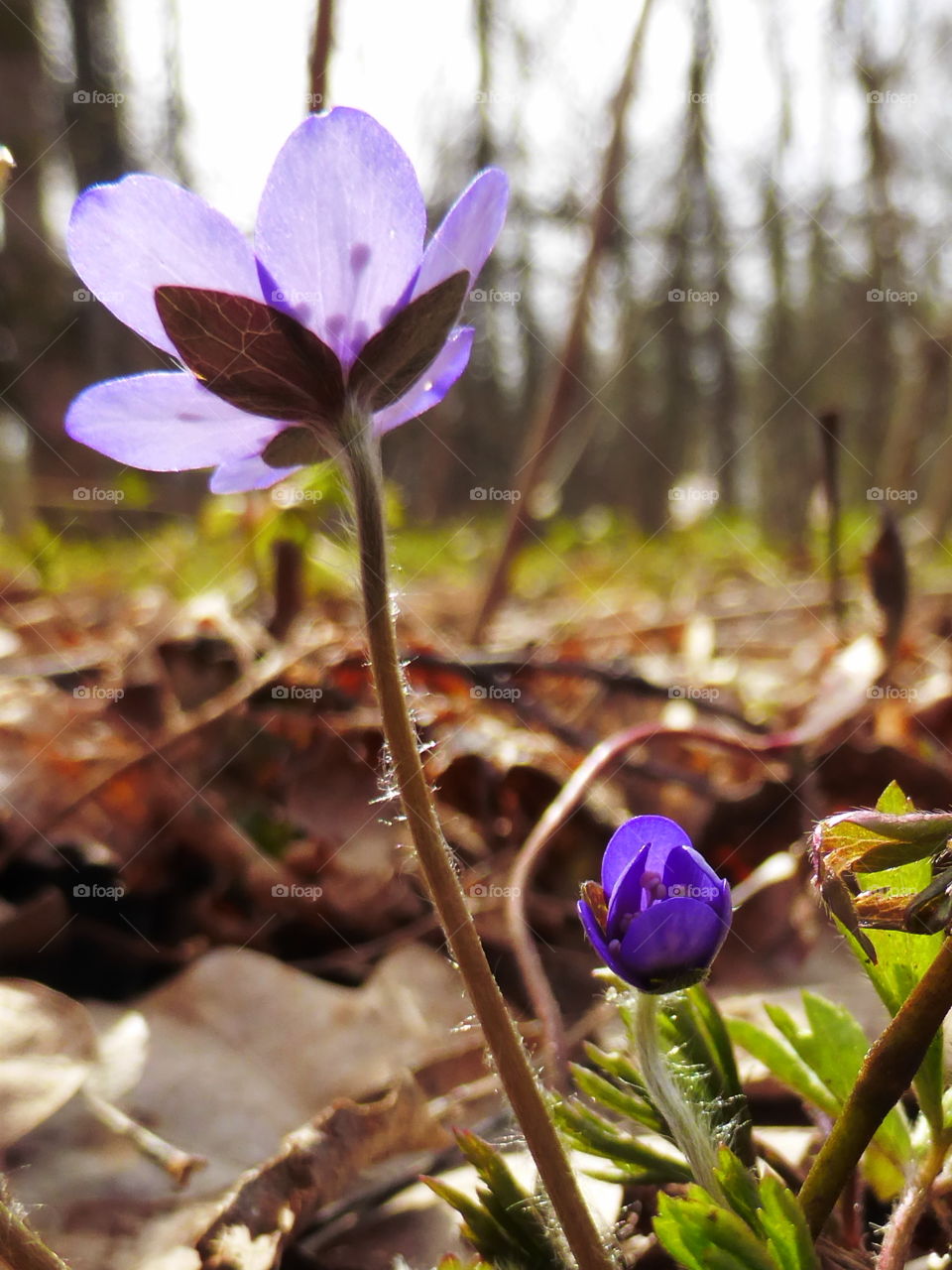 Close up of blue anemone